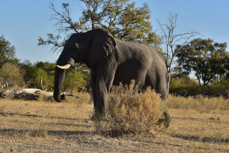 Botswana safari: lone bull elephant walking past dry bush