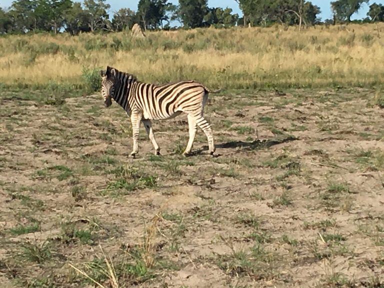 Botswana safari: lone plains zebra walking on bare ground