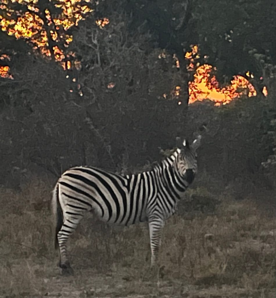 Botswana safari: lone zebra with bush fire burning behind
