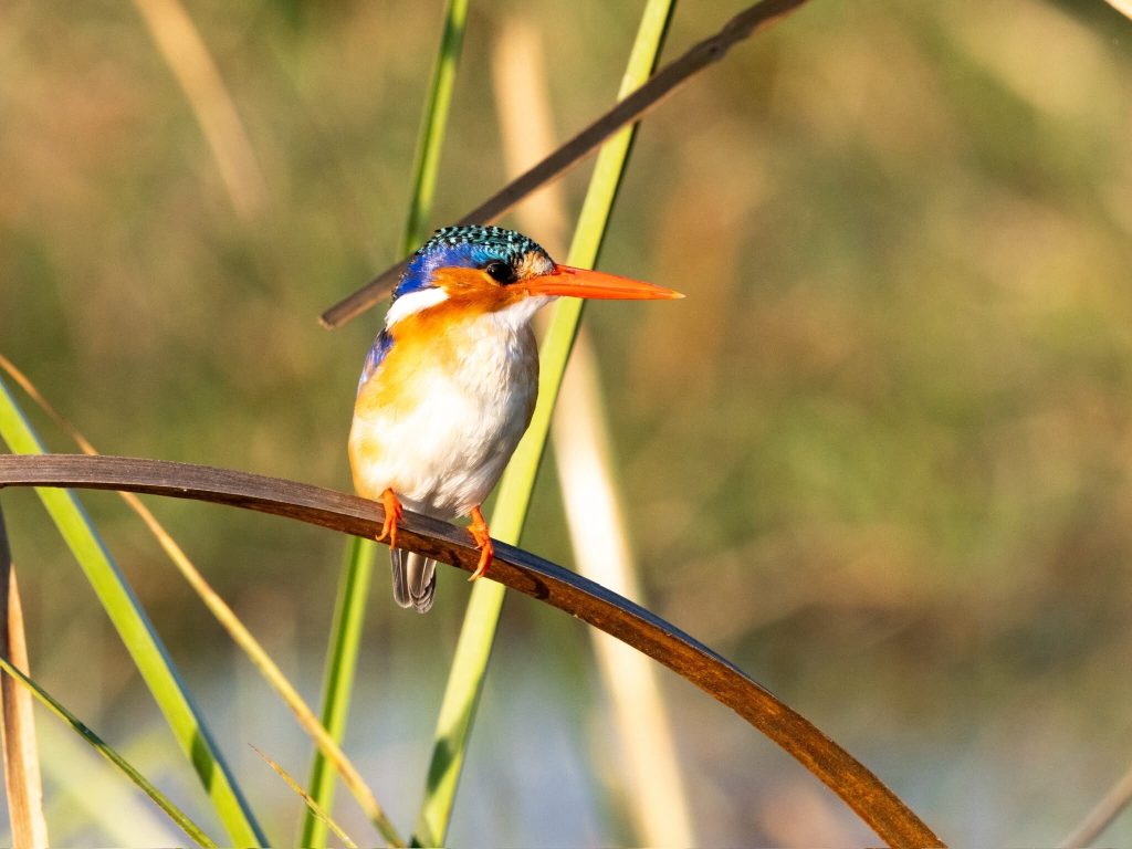 Botswana safari: malachite kingfisher perched on reed
