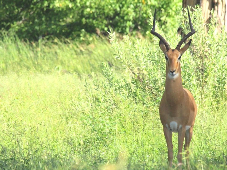 Botswana safari: male impala standing in green grass