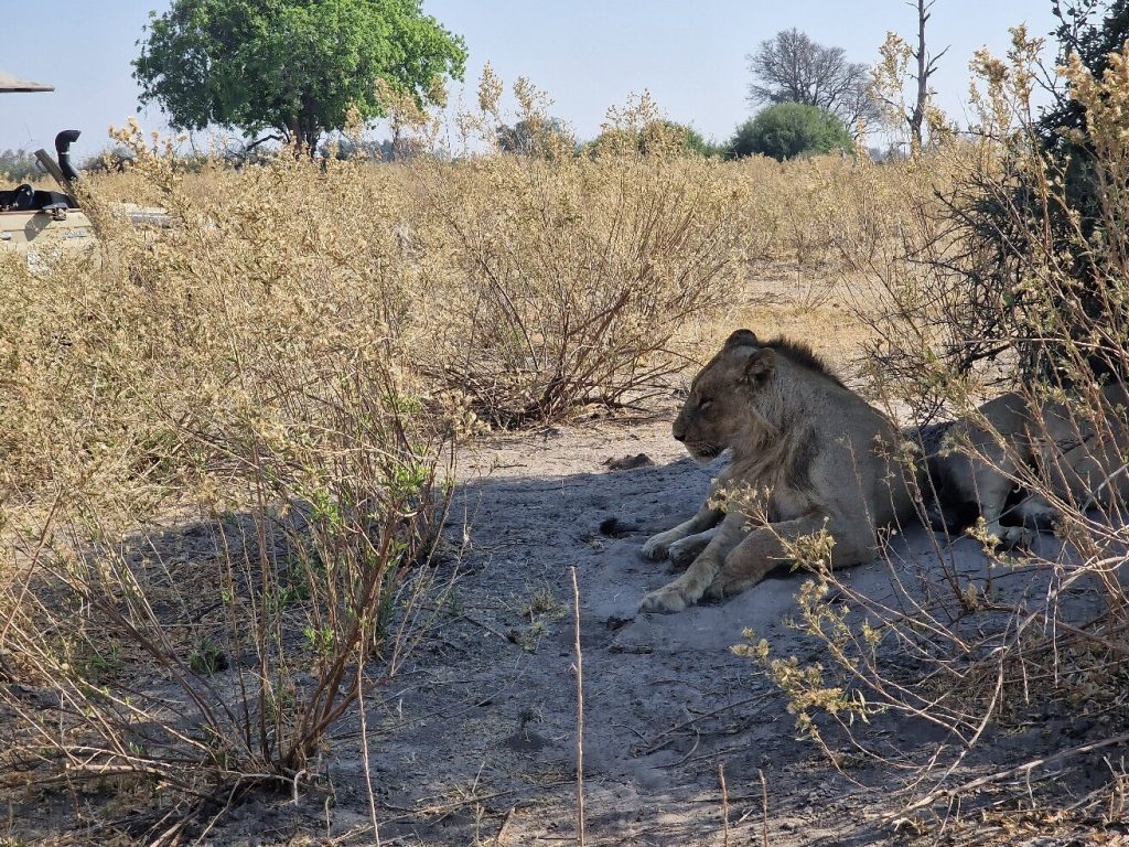 Botswana safari: male lion lying in dry scrub beside safari vehicle