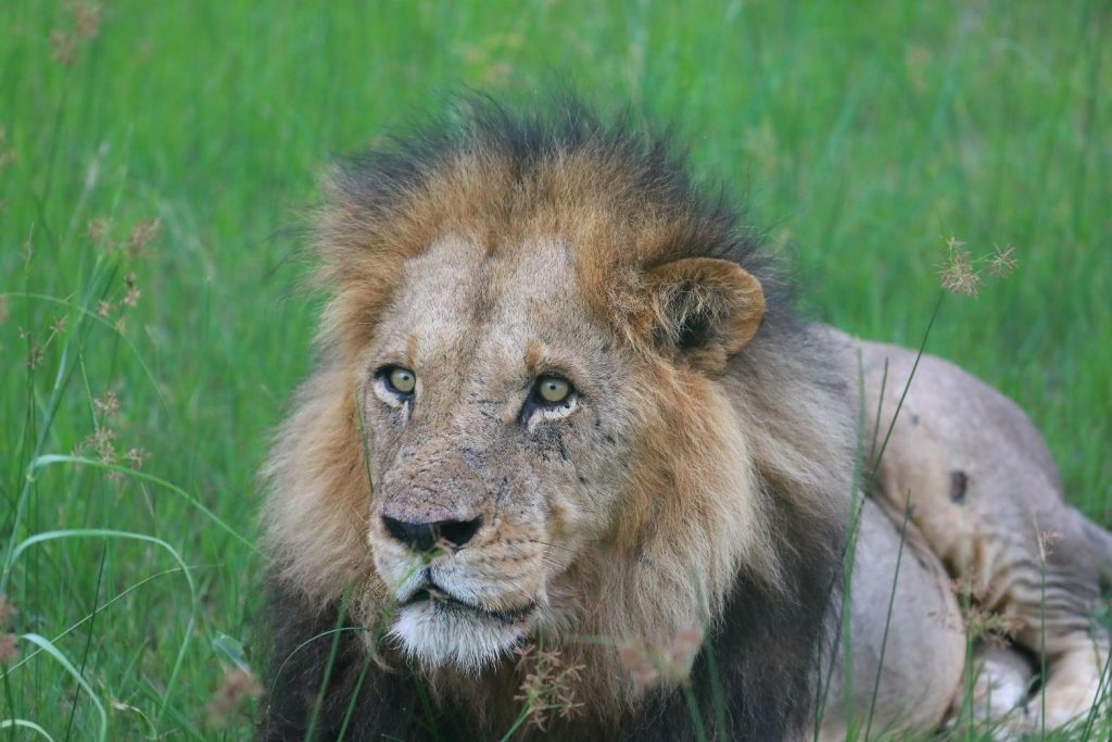 Botswana safari: male lion lying in lush green grass