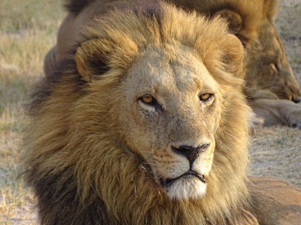 Botswana safari: male lion portrait with second lion behind