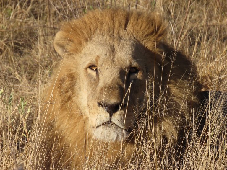 Botswana safari: male lion resting in dry golden grass