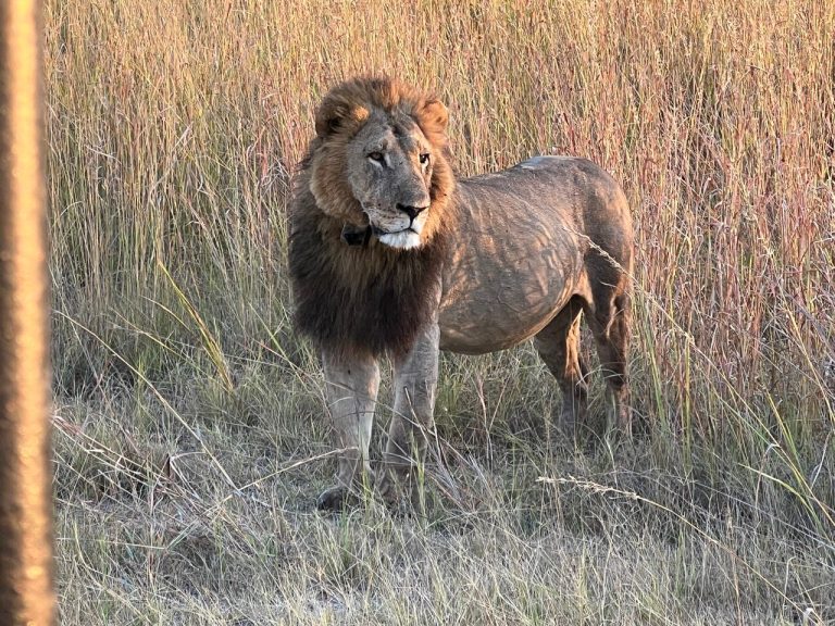 Botswana safari: male lion with dark mane in grass