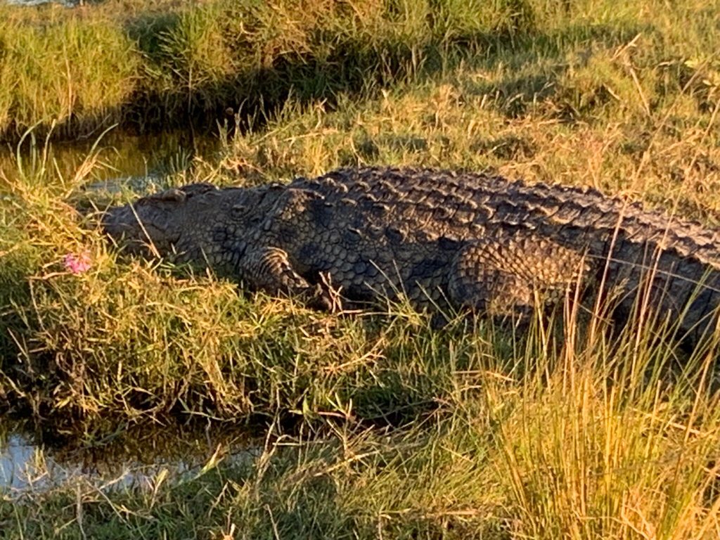 Botswana safari: Nile crocodile basking in floodplain grass