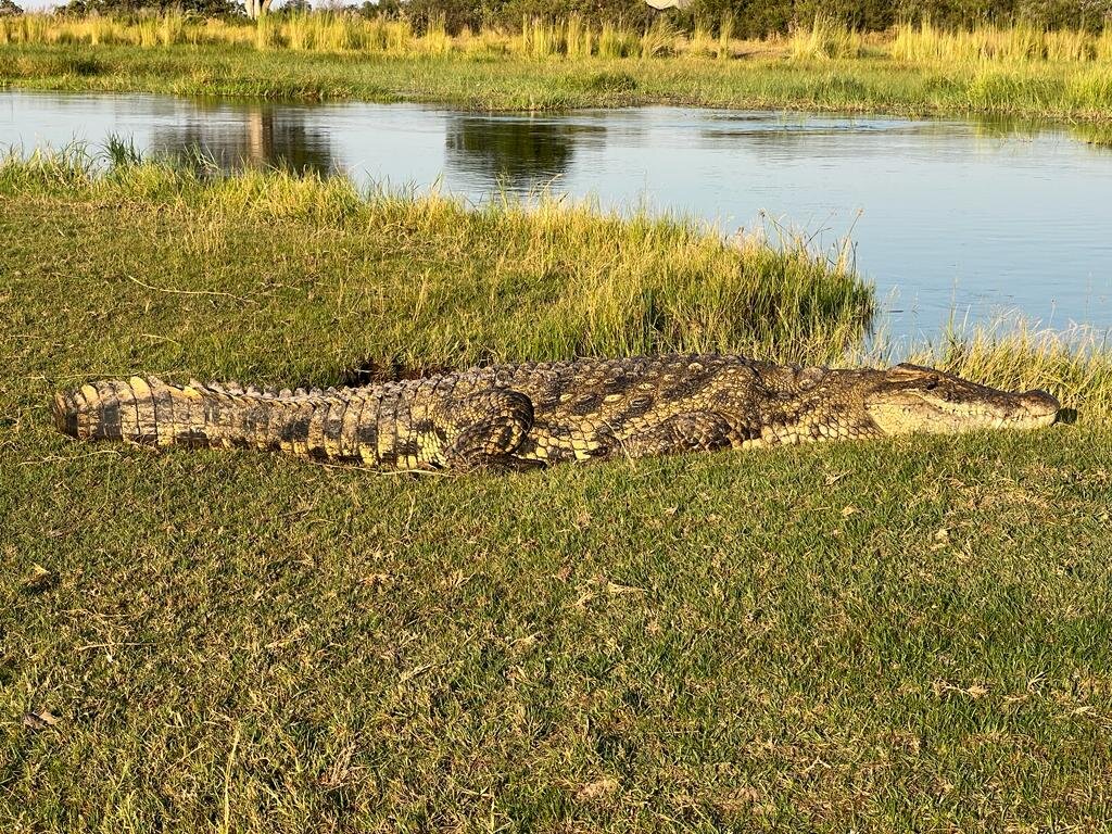 Botswana safari: Nile crocodile basking on riverbank grass