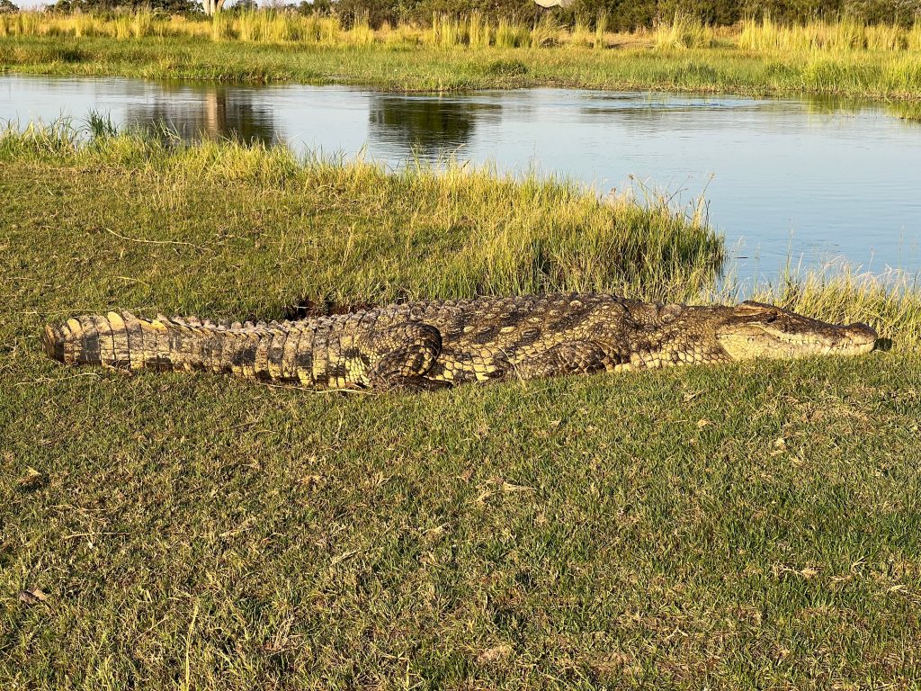 Botswana safari: Nile crocodile full length beside delta channel