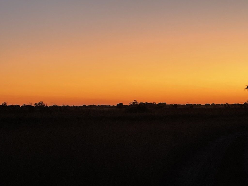 Botswana safari: orange afterglow over dark treeline