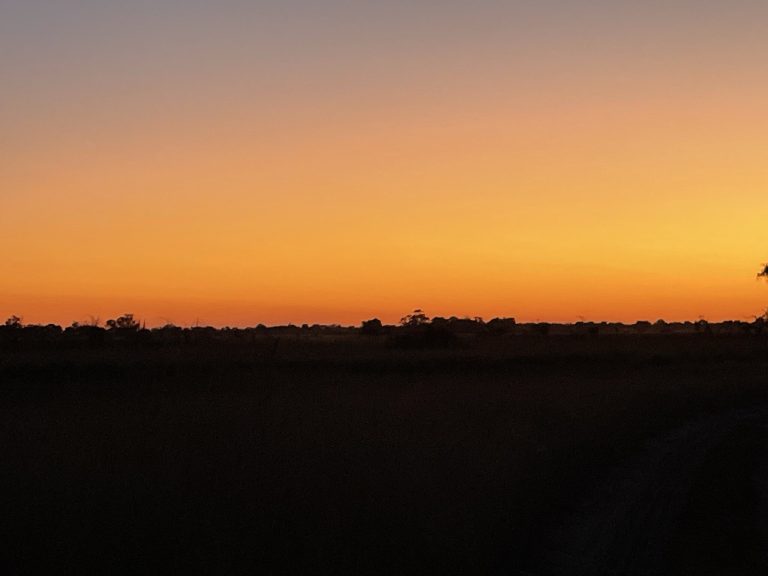 Botswana safari: orange afterglow over dark treeline