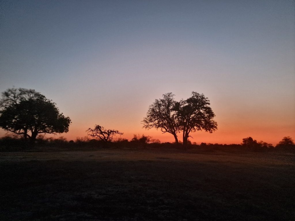 Botswana safari: orange sunset behind silhouetted bush trees