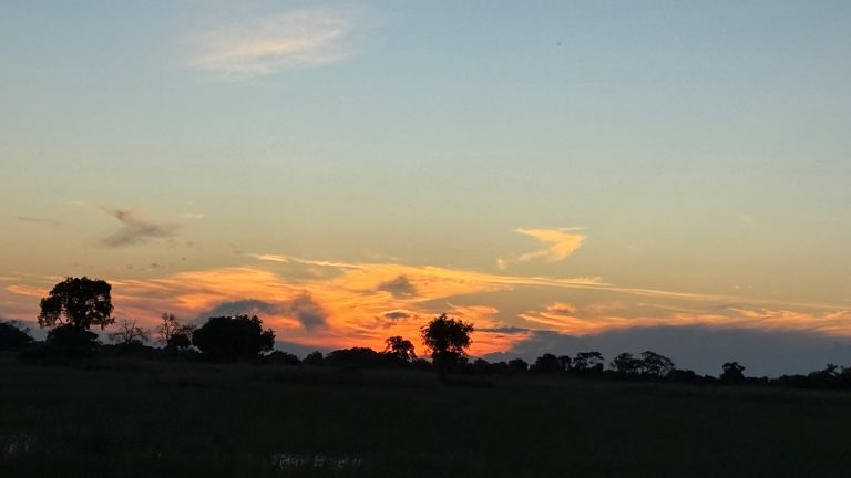 Botswana safari: orange sunset clouds above dark treeline