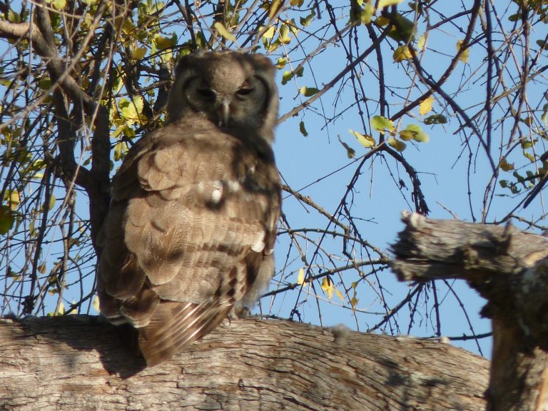 Botswana safari: owl perched on thick branch against blue sky