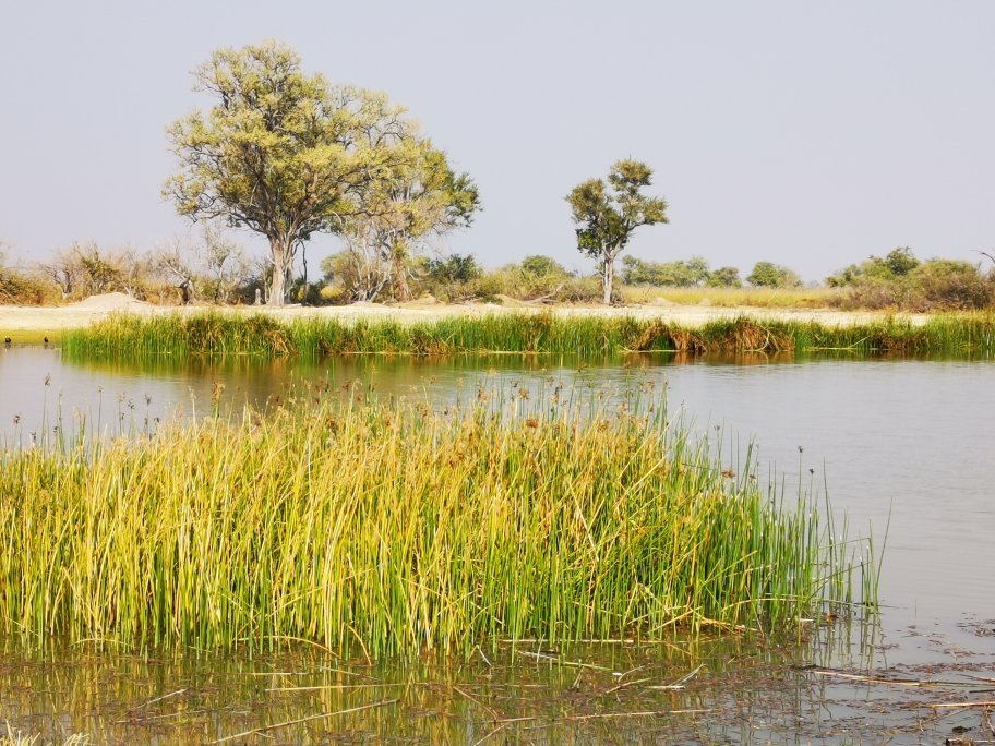 Botswana safari: papyrus reed beds in delta lagoon