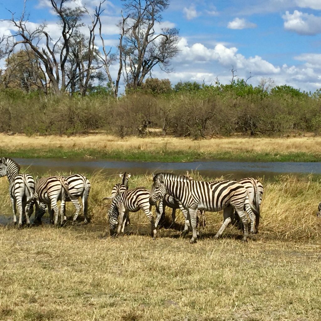 Botswana safari: plains zebra herd grazing beside delta channel