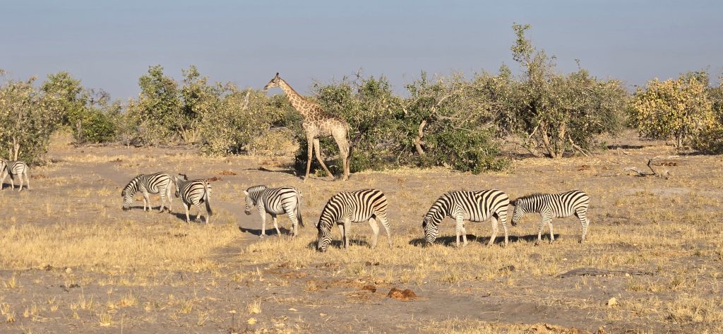 Botswana safari: plains zebra herd grazing with giraffe behind