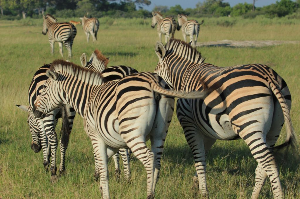 Botswana safari: plains zebra herd on green floodplain grass