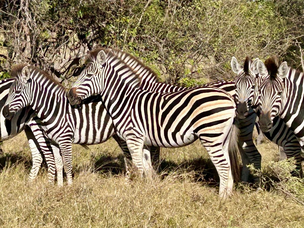 Botswana safari: plains zebra herd standing in dry grass