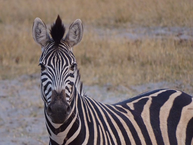 Botswana safari: plains zebra portrait facing camera