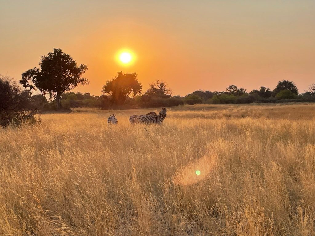 Botswana safari: plains zebras in tall grass at sunrise