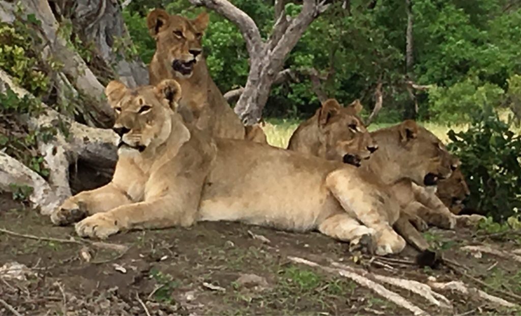 Botswana safari: pride of lionesses resting under tree