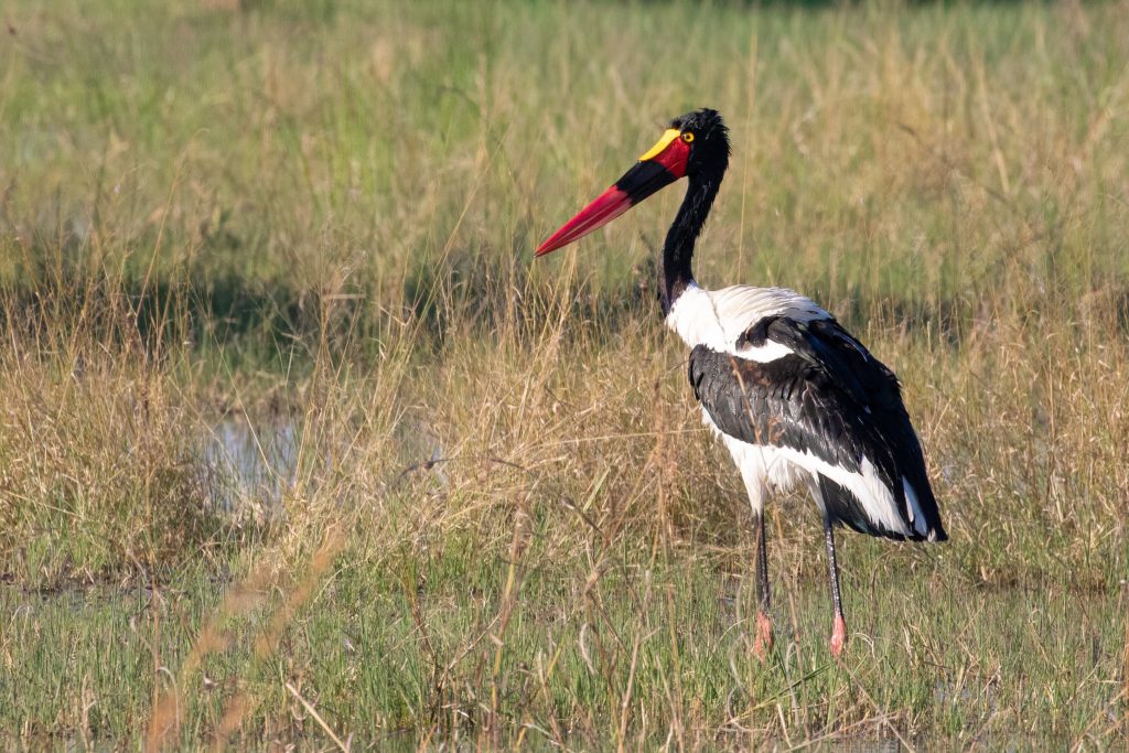 Botswana safari: saddle billed stork wading in marsh grass