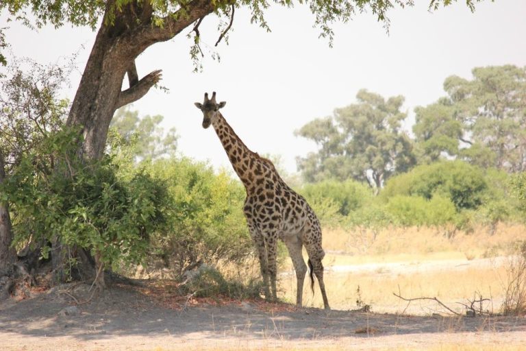 Botswana safari: single giraffe standing beneath large tree