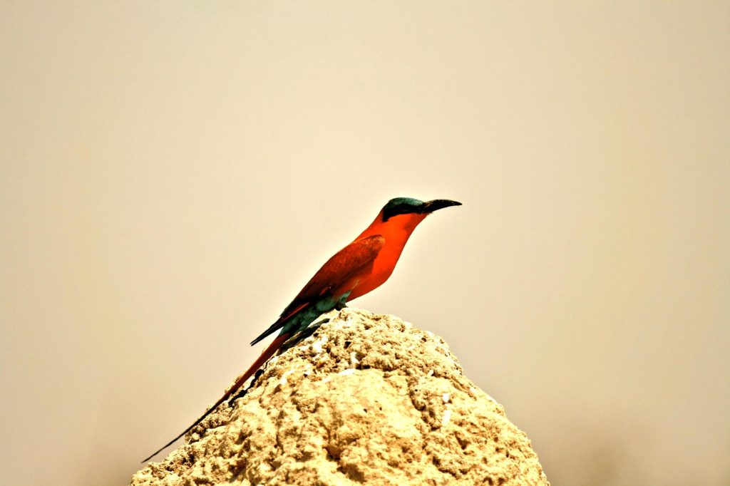 Botswana safari: southern carmine bee eater on termite mound