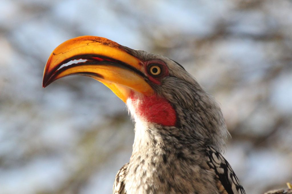 Botswana safari: southern yellow billed hornbill head close up