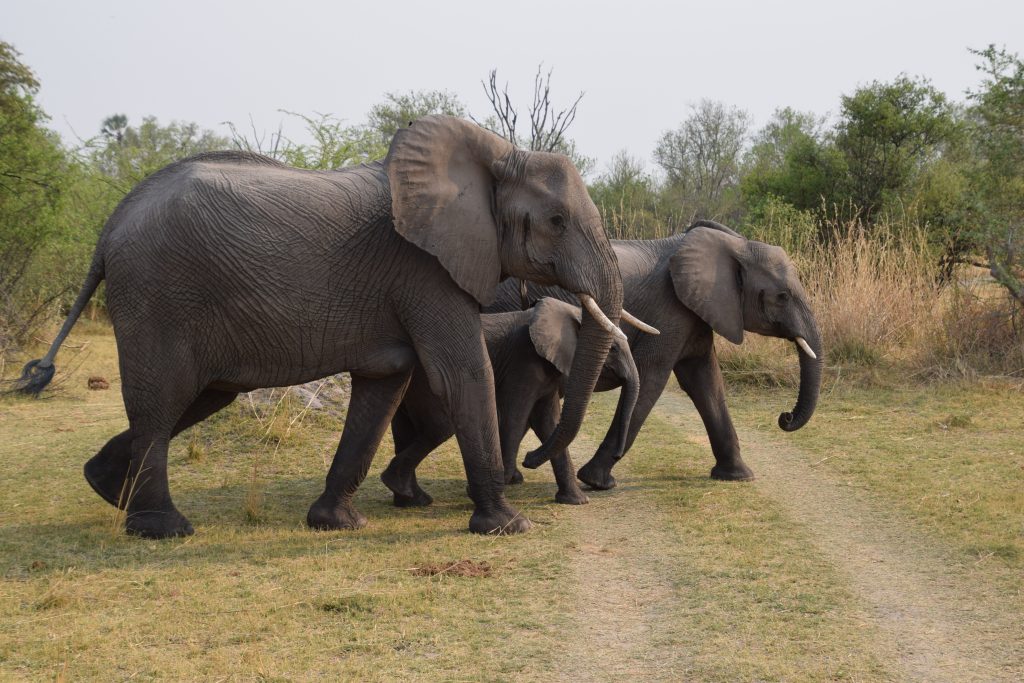 Botswana safari: three elephants walking across grassy track