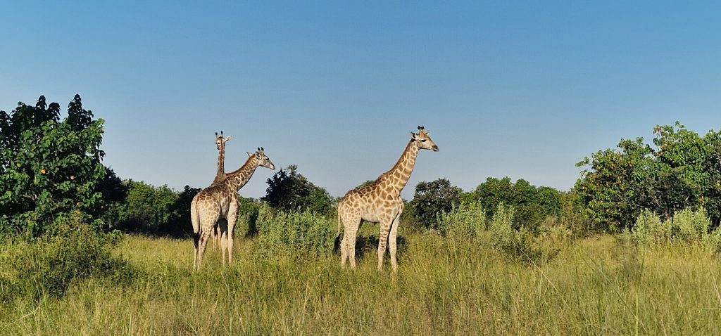 Botswana safari: three giraffes standing in tall grass