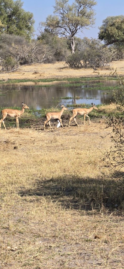 Botswana safari: three impala walking beside waterhole