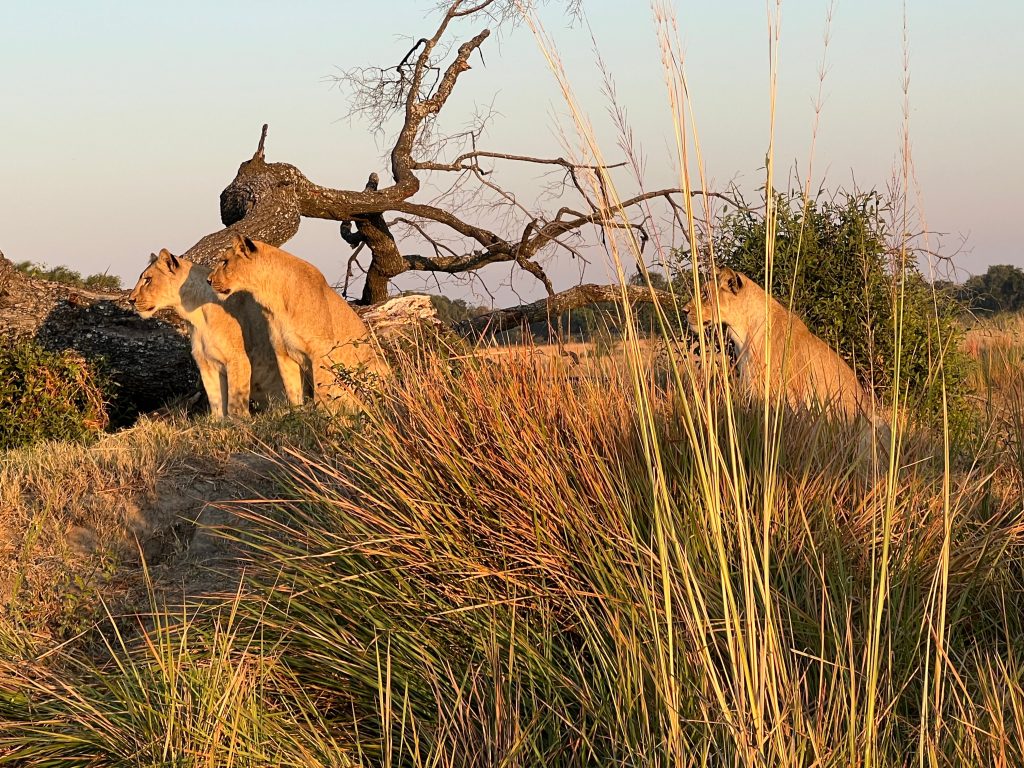 Botswana safari: three lionesses on termite mound at dawn