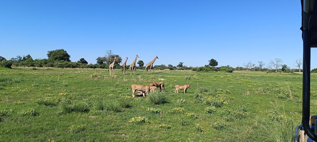 Botswana safari: three lions at kill watched by giraffes on green floodplain
