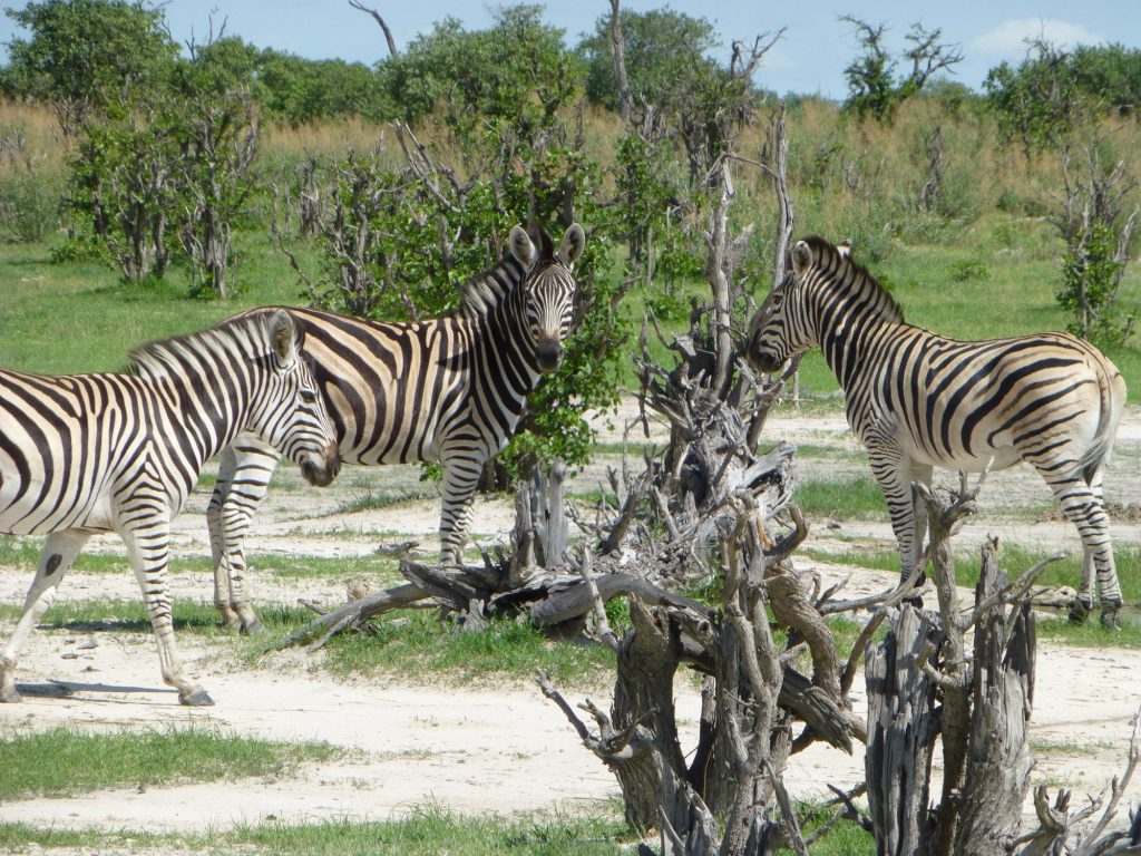 Botswana safari: three zebras beside dead tree stump