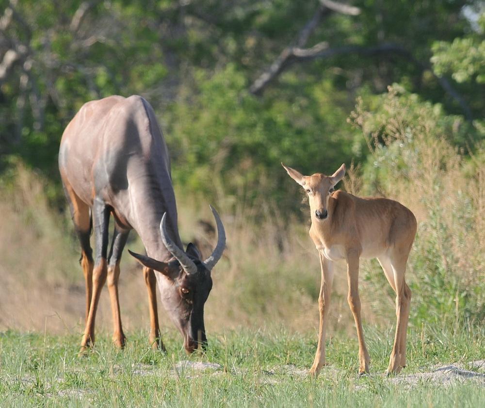 Botswana safari: tsessebe grazing beside standing calf