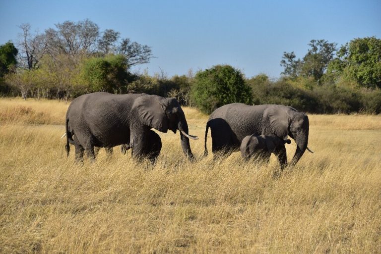 Botswana safari: two elephants and calf in golden grass