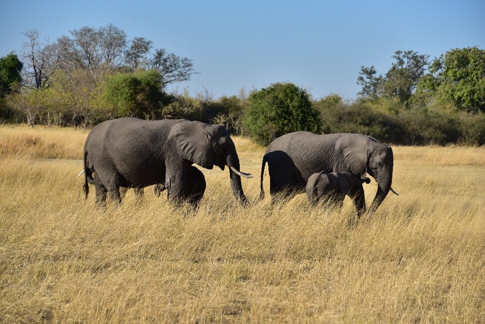 Botswana safari: two elephants and calf in golden grass