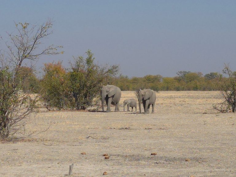 Botswana safari: two elephants with calf on dry pan
