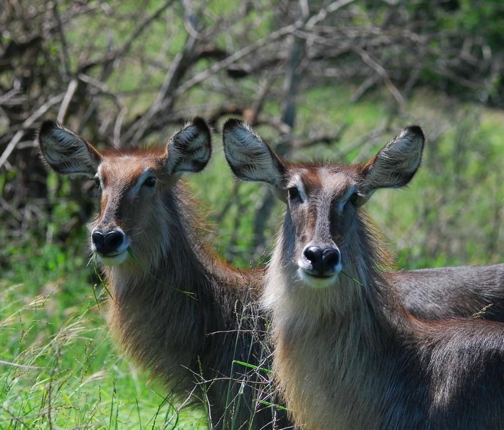 Botswana safari: two female waterbuck facing camera