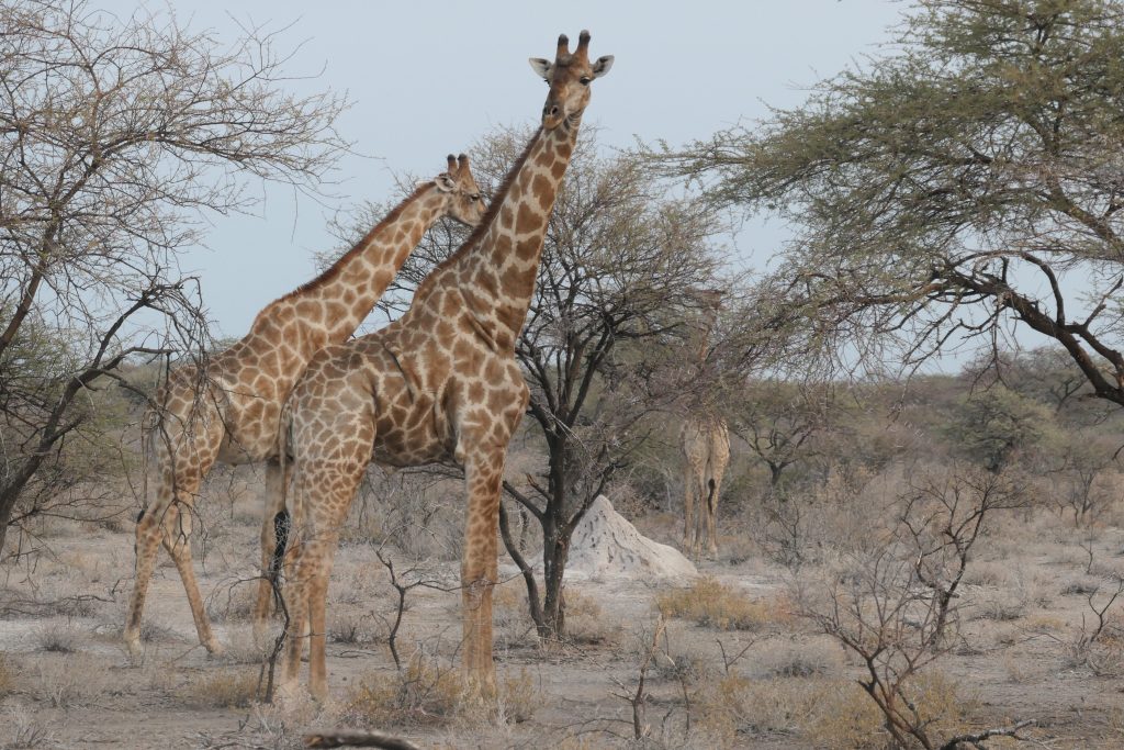 Botswana safari: two giraffes among thorn scrub with termite mound