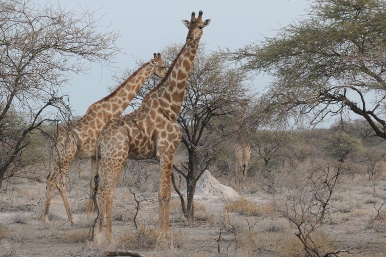Botswana safari: two giraffes among thorn scrub with termite mound