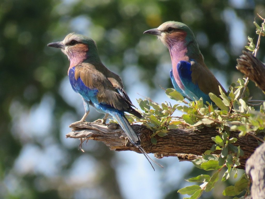 Botswana safari: two lilac breasted rollers perched on branch
