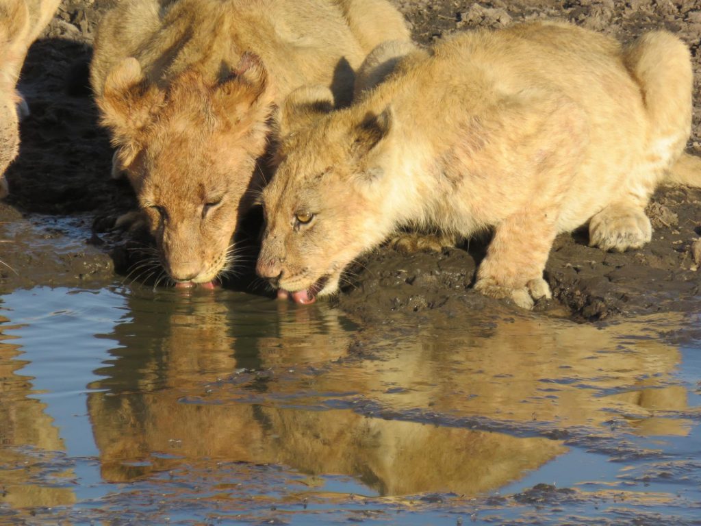 Botswana safari: two lion cubs drinking at muddy waterhole