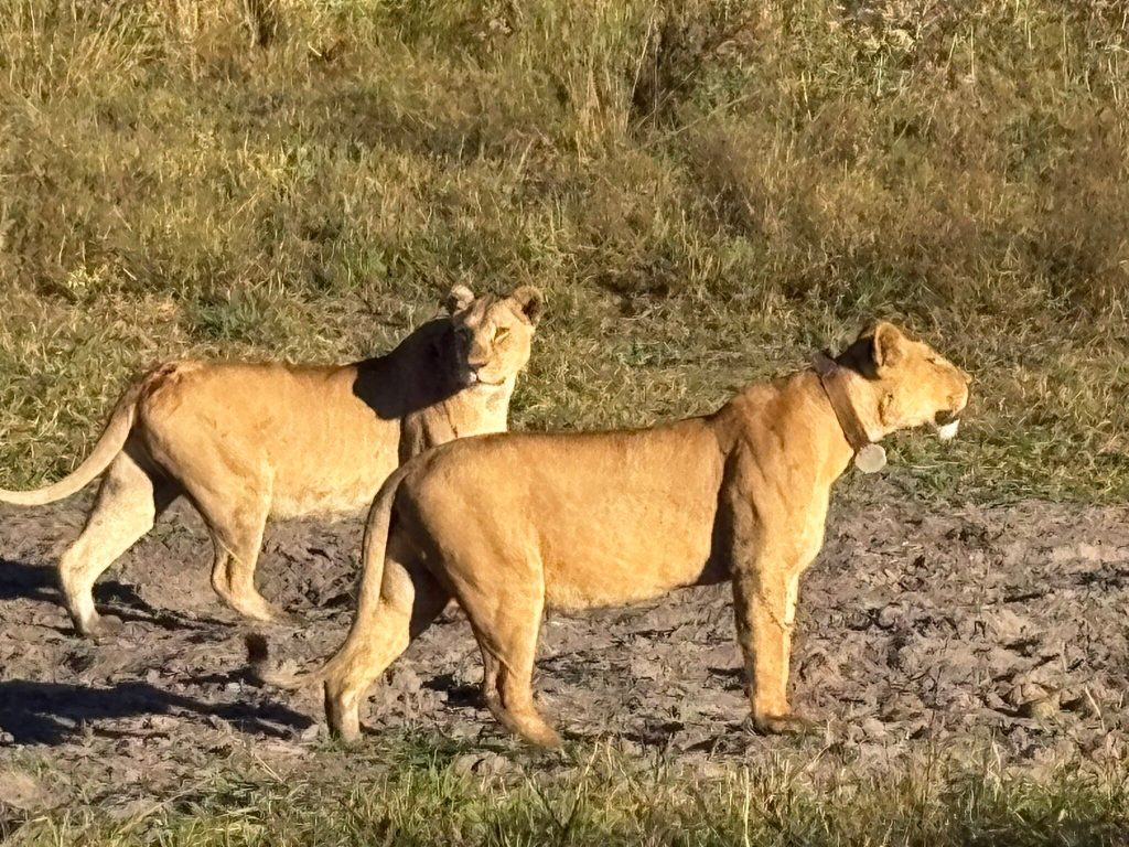 Botswana safari: two lionesses one collared walking in golden light