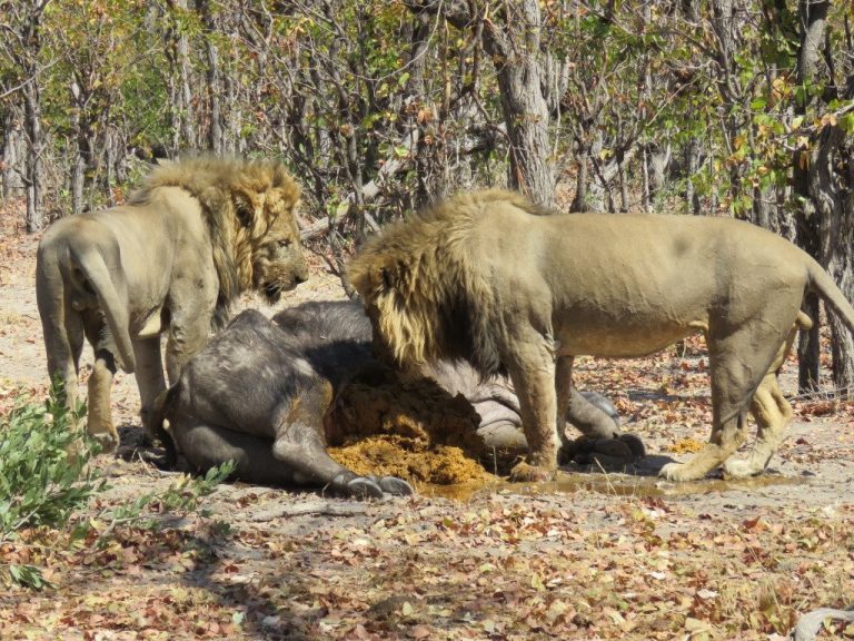 Botswana safari: two male lions at buffalo carcass