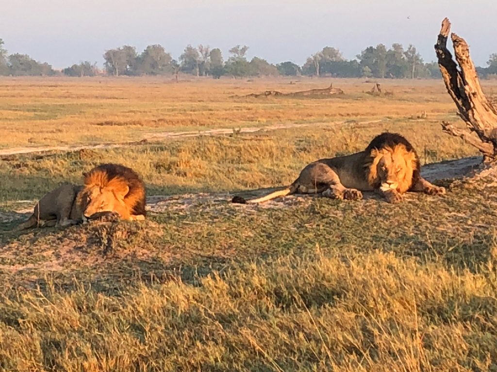 Botswana safari: two male lions resting on open floodplain