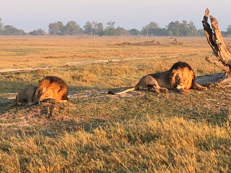 Botswana safari: two male lions resting on open floodplain