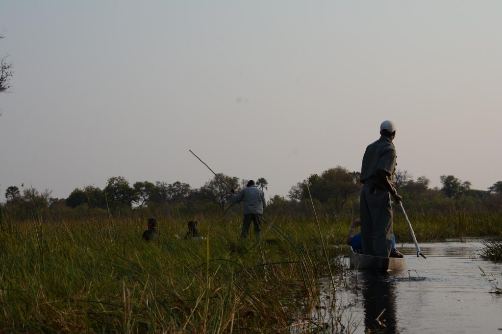 Botswana safari: two mokoro polers crossing reed beds at dusk